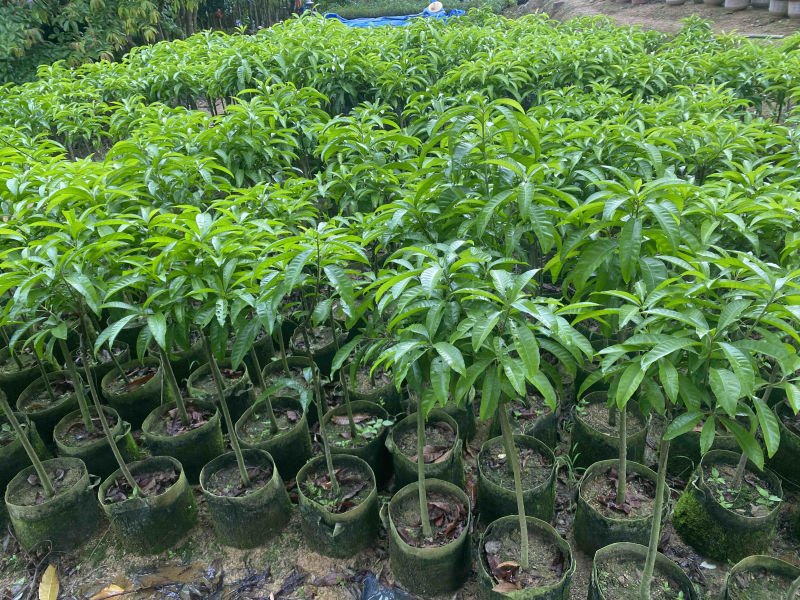 果树种植技术新动态：科学管理与环境友好并举