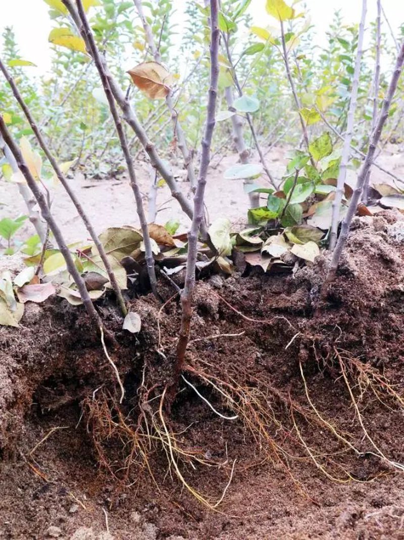 河南水果种植行业的璀璨明珠